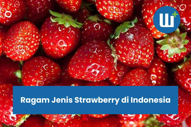 Ragam Jenis Strawberry di Indonesia